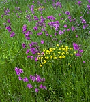 BB 05 0403 / Lotus corniculatus / Tiriltunge <br /> Plantago lanceolata / Smalkjempe <br /> Viscaria vulgaris / Engtjæreblom
